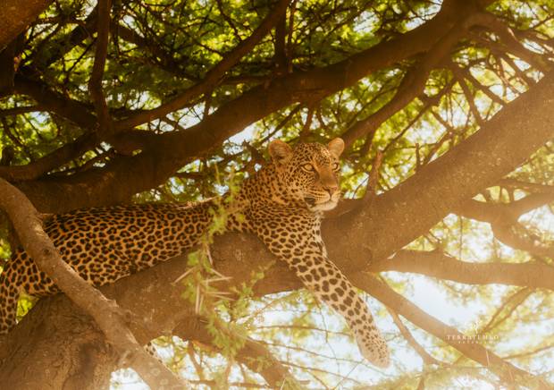 Cheetah