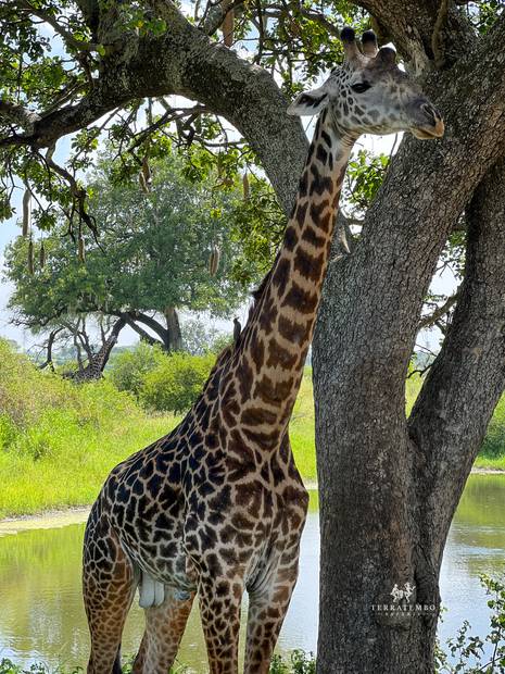 Giraffe, Kenya