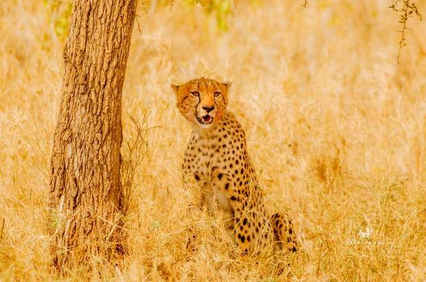 Cheetah in the shade
