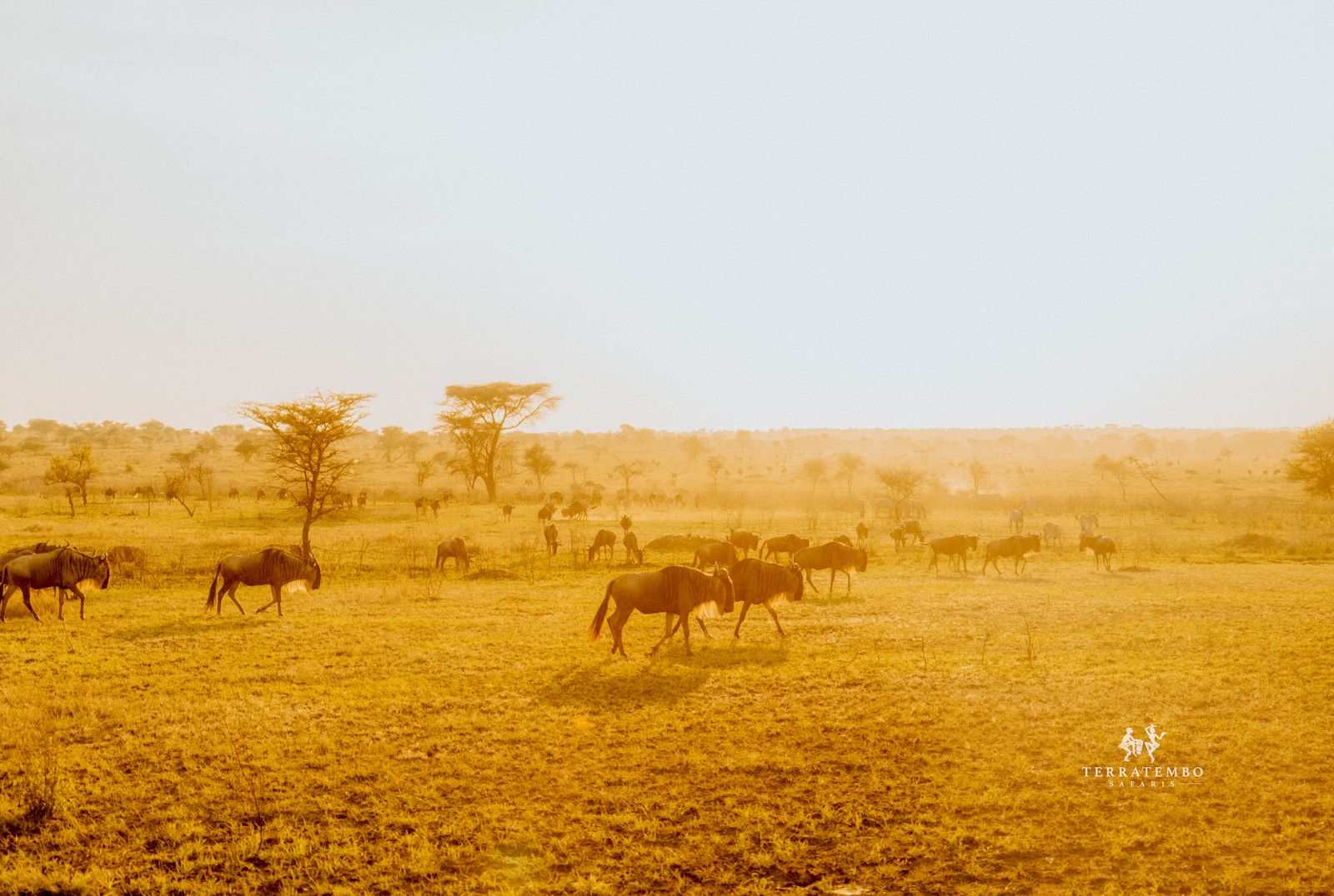 The Serengeti